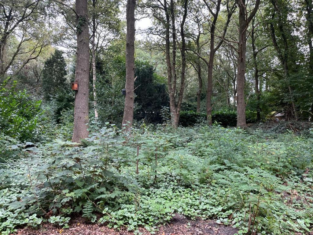 Huisje In Het Bos Zuidlaren Zewnętrze zdjęcie